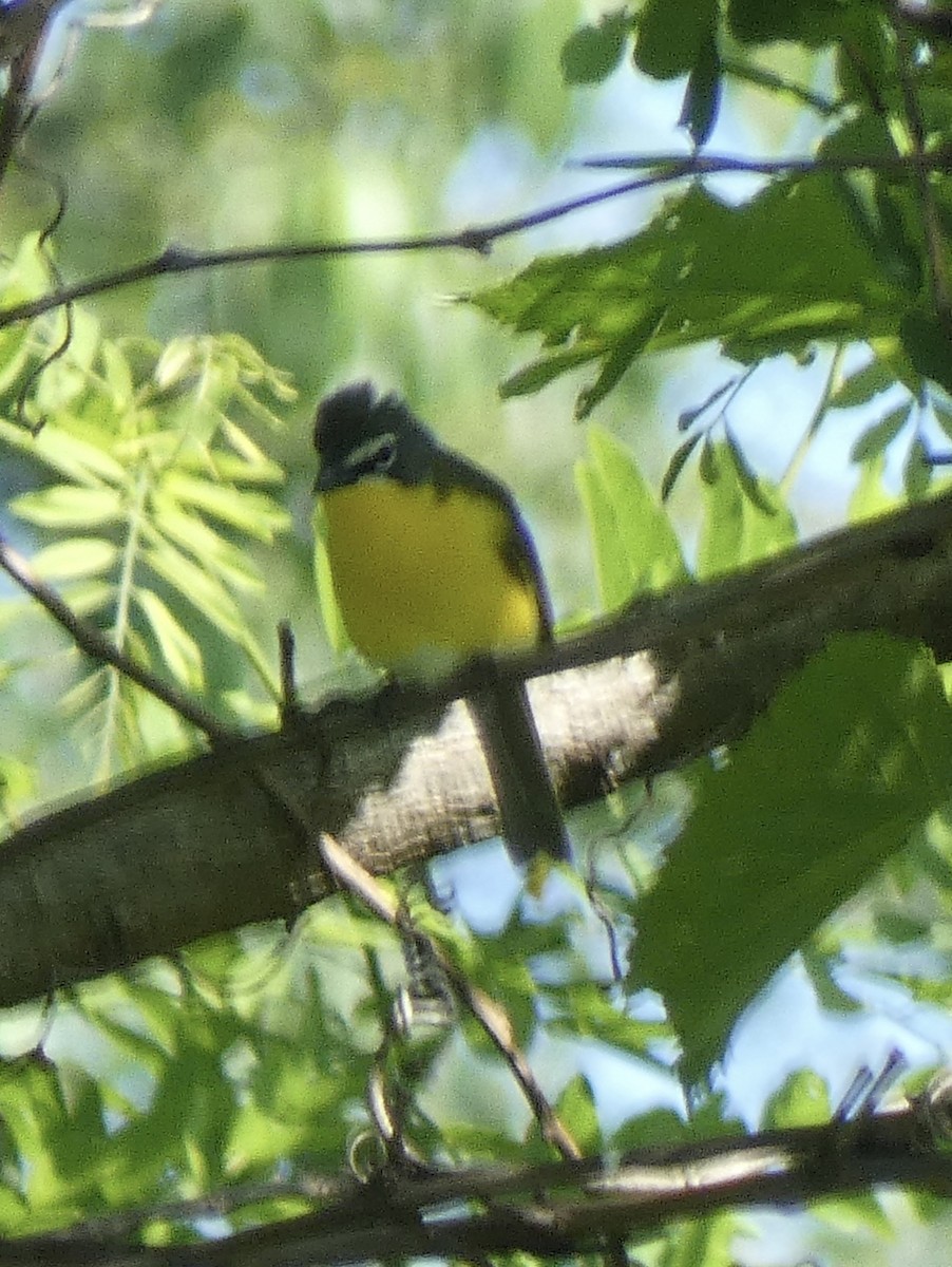 Yellow-breasted Chat - ML619129062