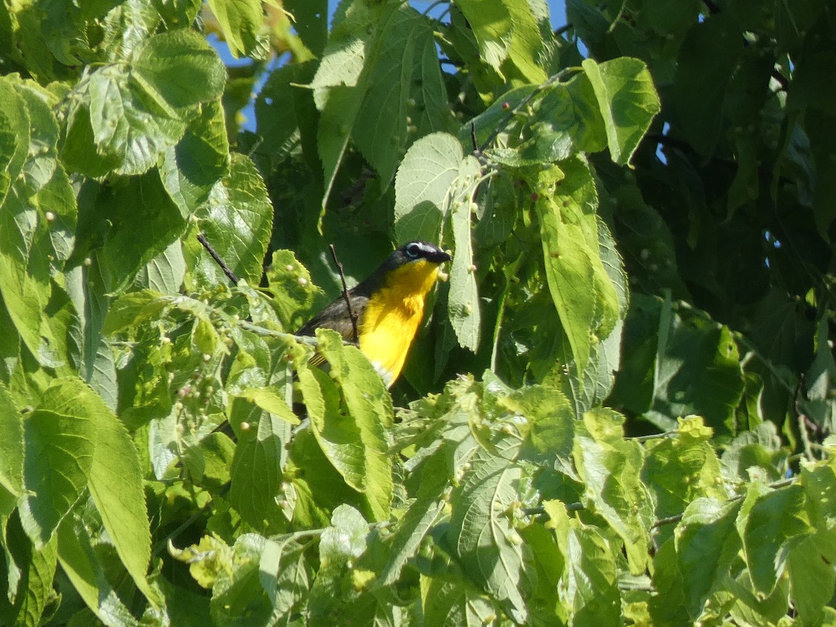 Yellow-breasted Chat - ML619129063