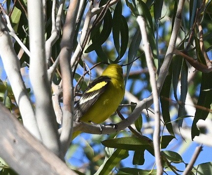 Western Tanager - ML619129068