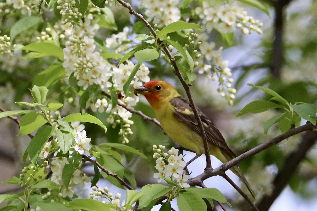 Western Tanager - ML619129071