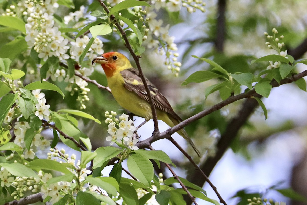 Western Tanager - ML619129072