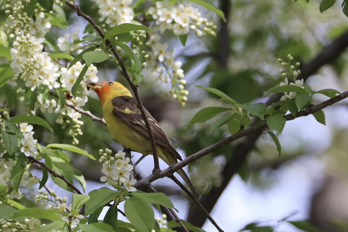 Western Tanager - ML619129073