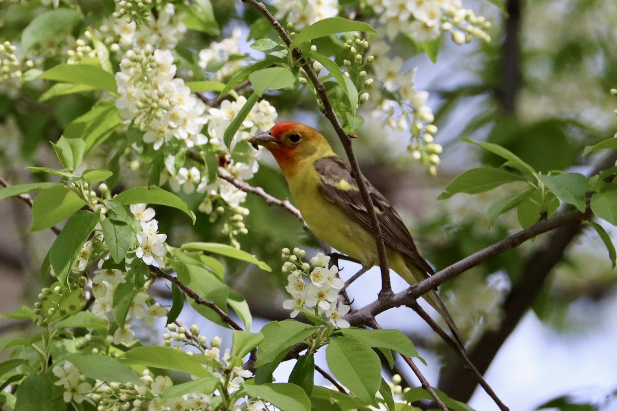 Western Tanager - ML619129074