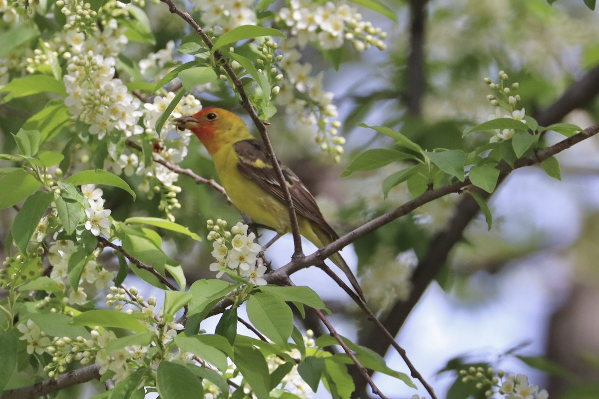 Western Tanager - ML619129075