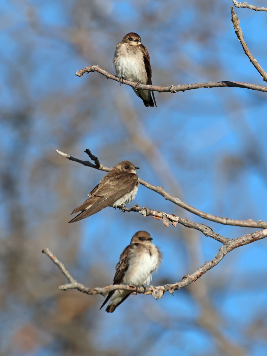Northern Rough-winged Swallow - ML619129155