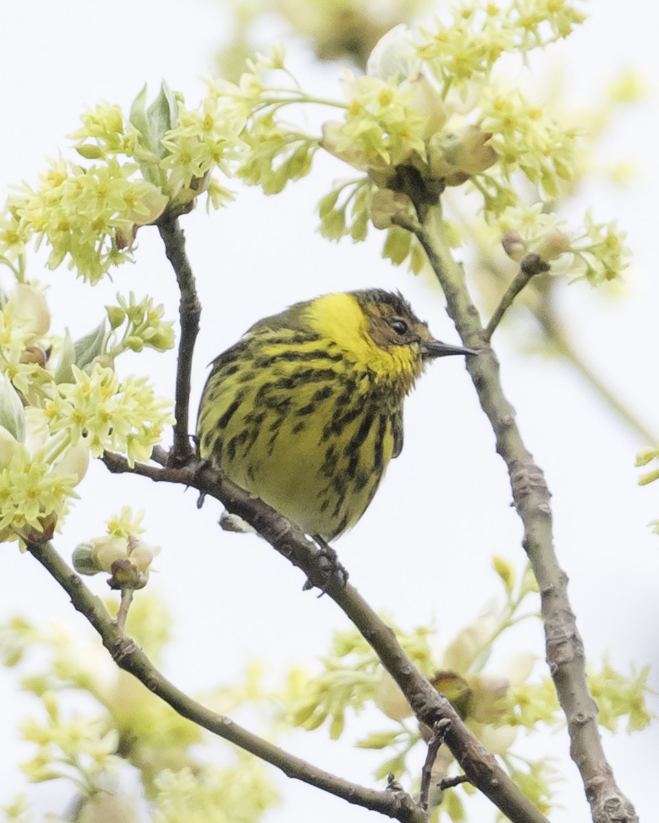 Cape May Warbler - ML619129167