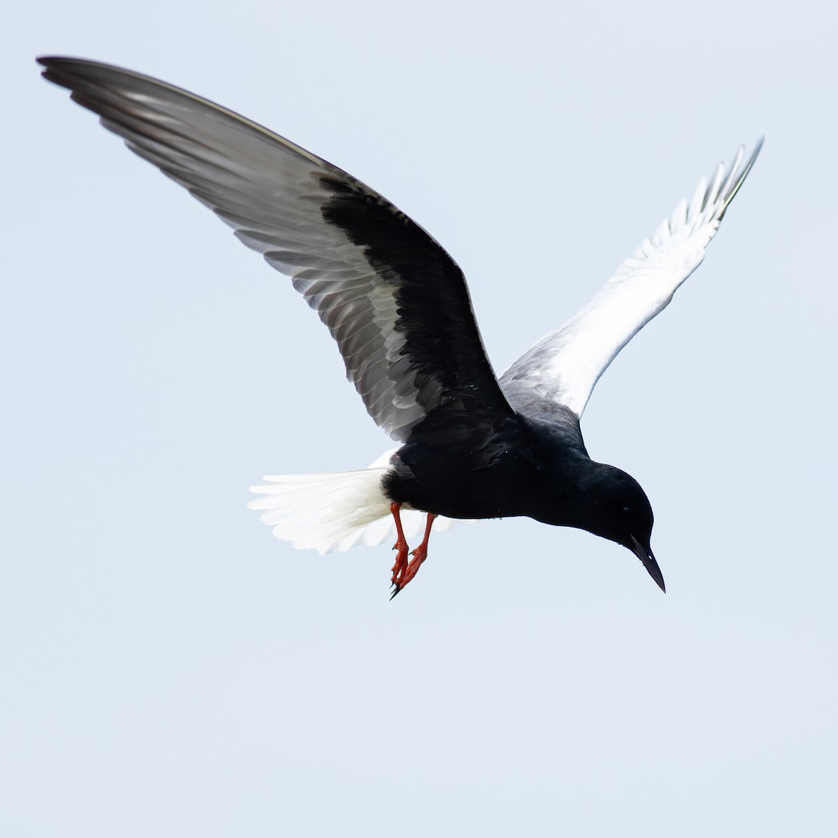 White-winged Tern - ML619129212