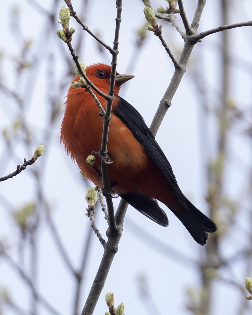 Scarlet Tanager - ML619129267