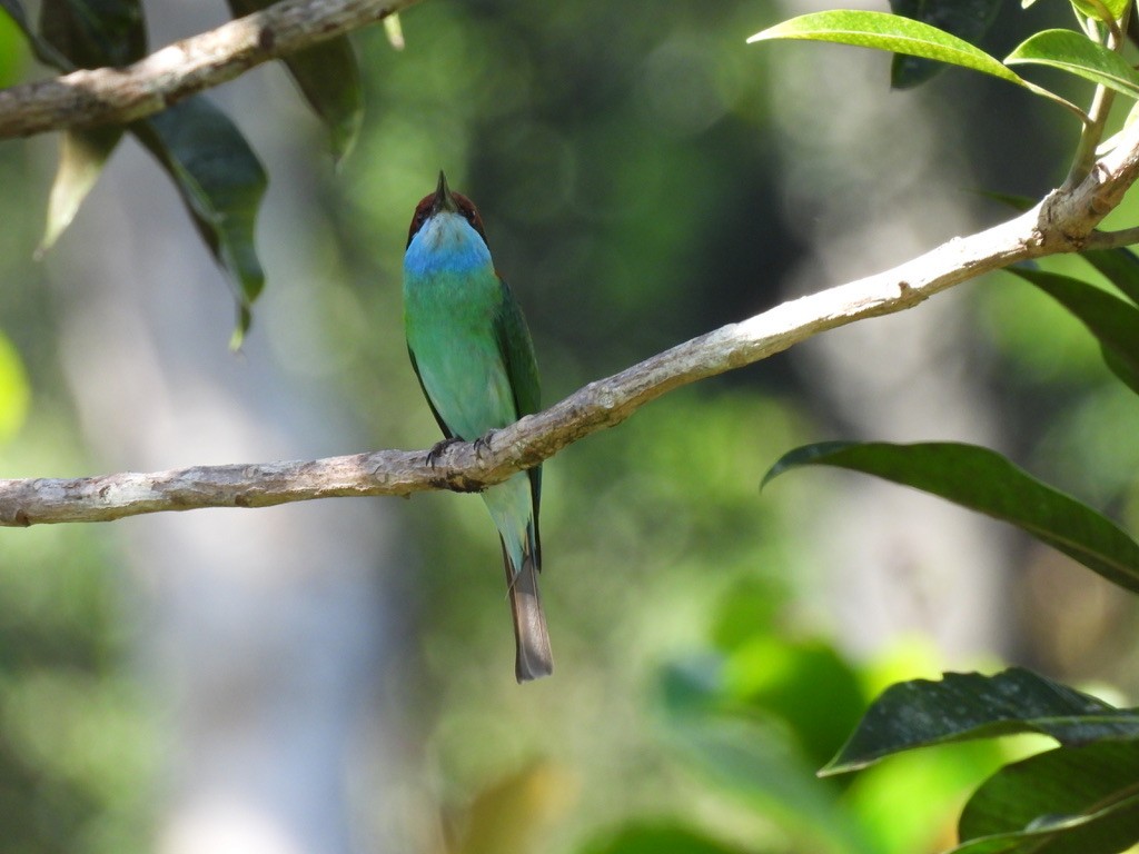 Blue-throated Bee-eater - ML619129306