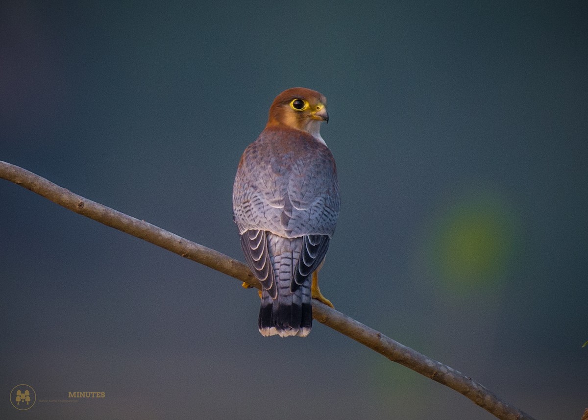 Red-necked Falcon - ML619129315