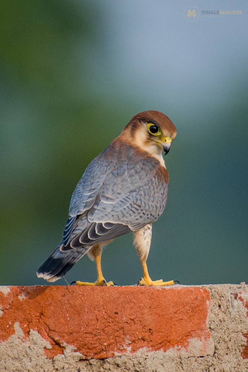 Red-necked Falcon - ML619129316