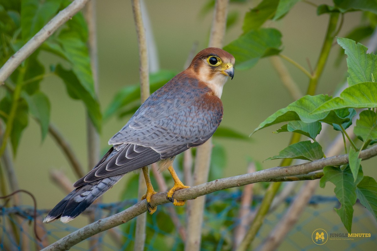 Red-necked Falcon - ML619129319