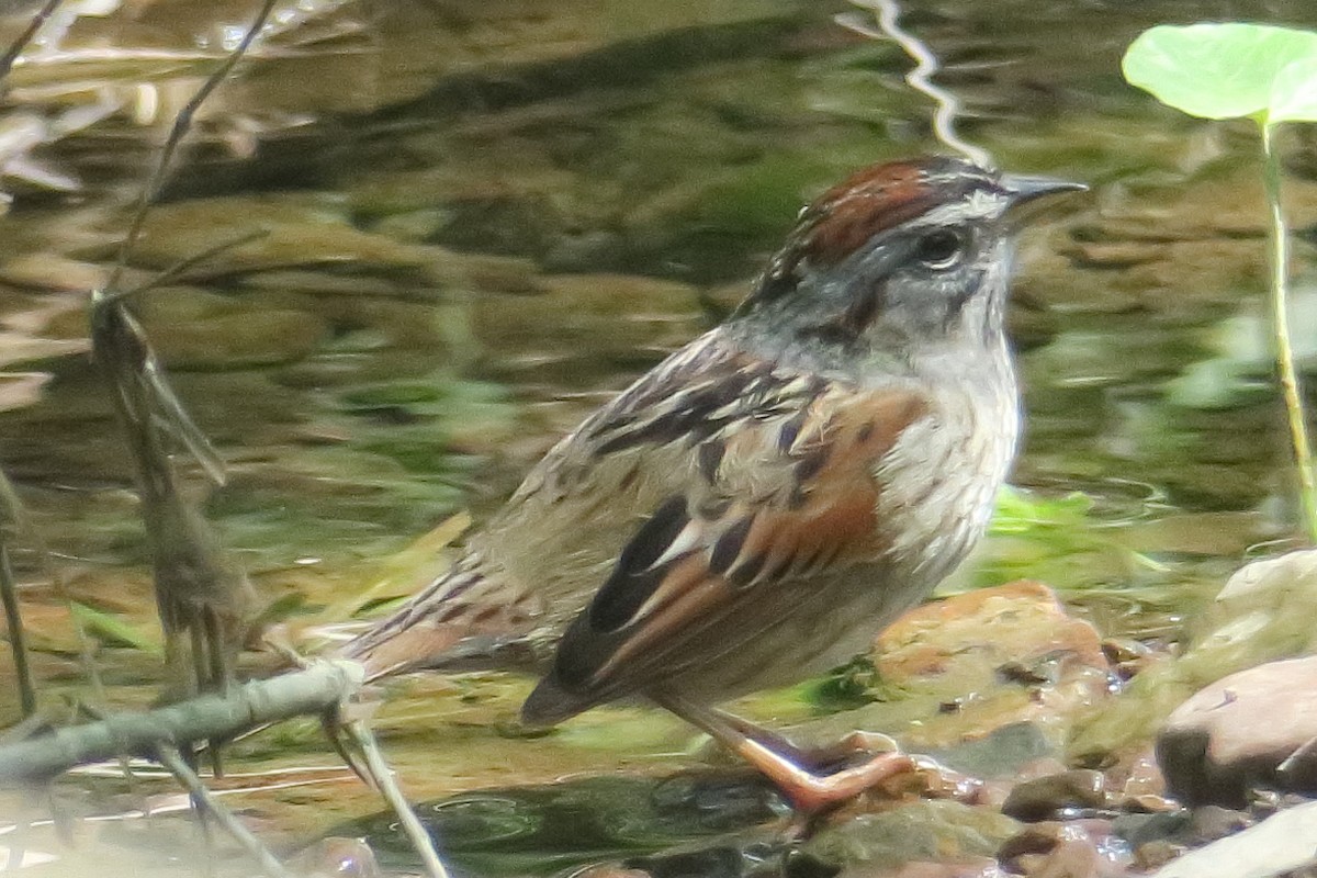Swamp Sparrow - ML619129338