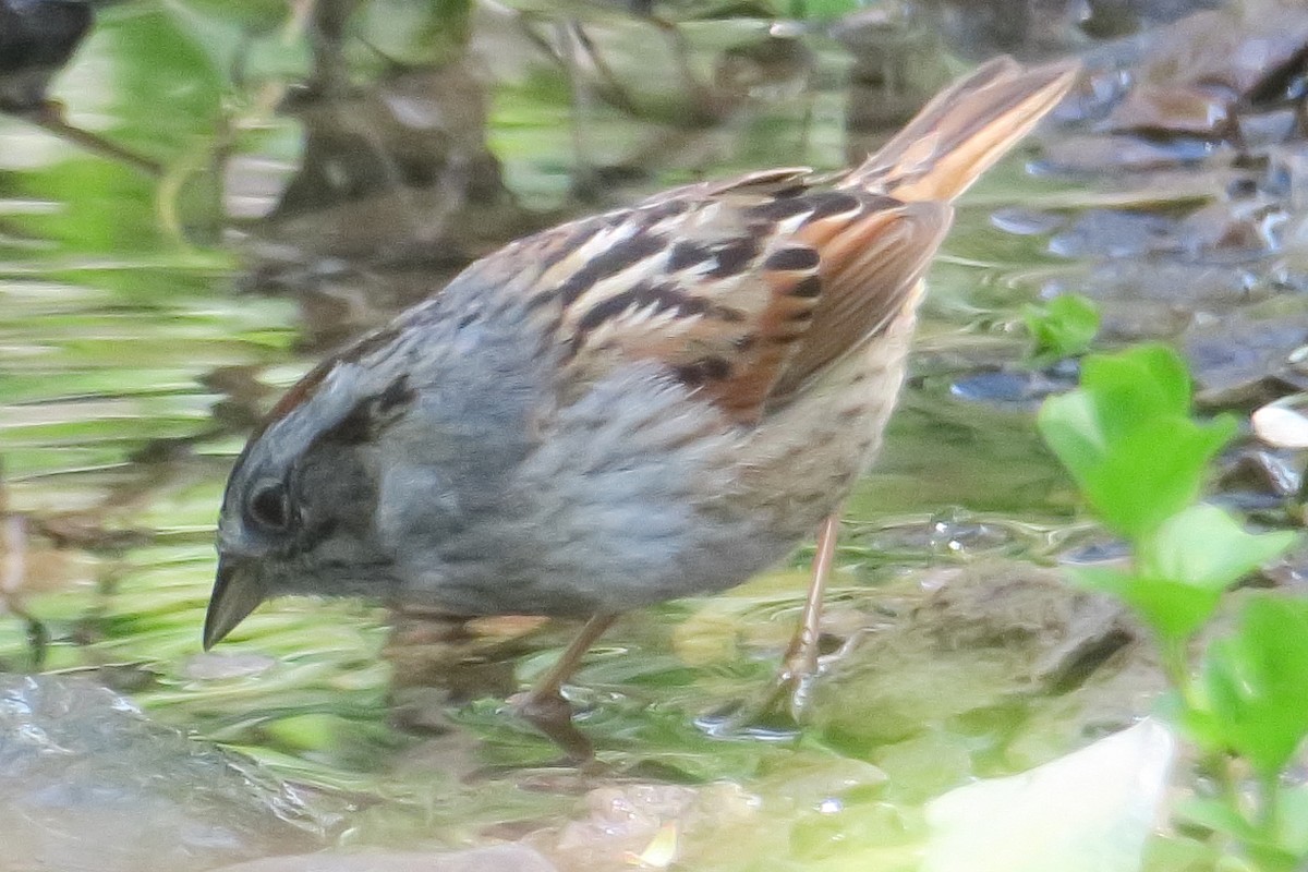 Swamp Sparrow - ML619129339