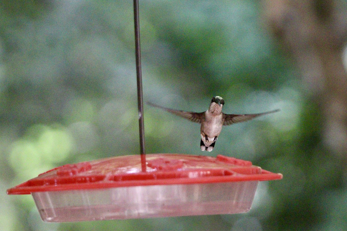 Ruby-throated Hummingbird - ML619129370