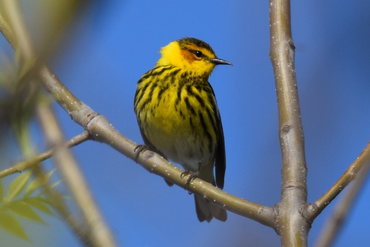 Cape May Warbler - ML619129373