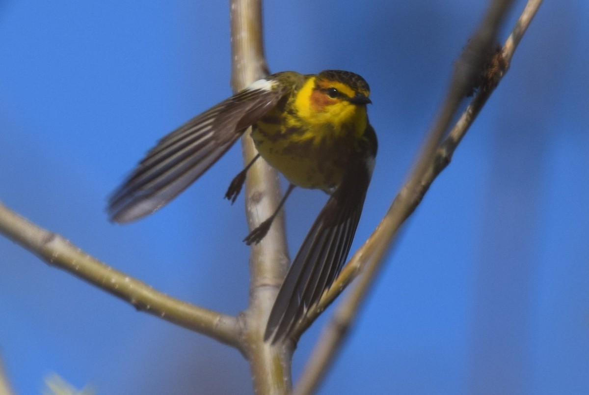 Cape May Warbler - ML619129379
