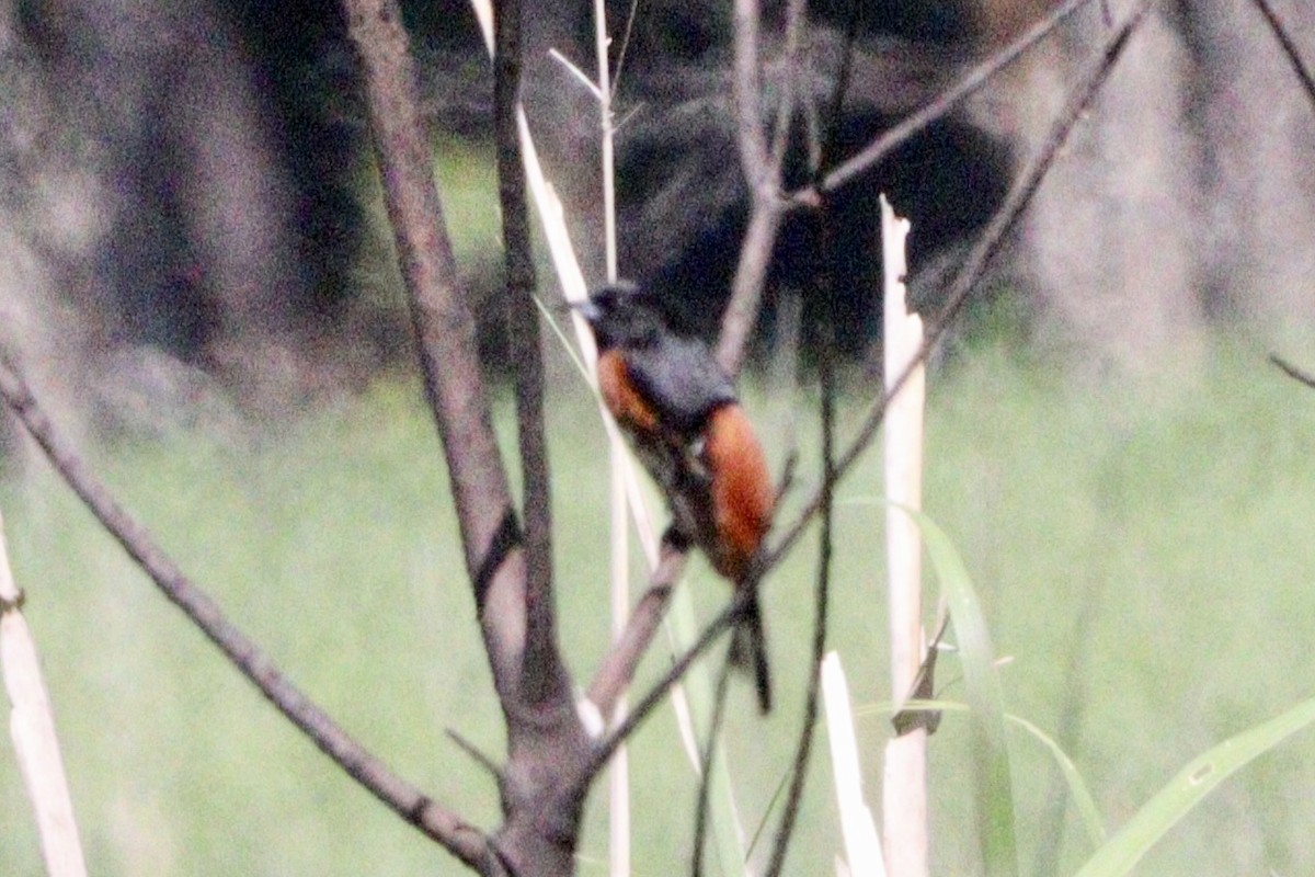 Orchard Oriole - ML619129391
