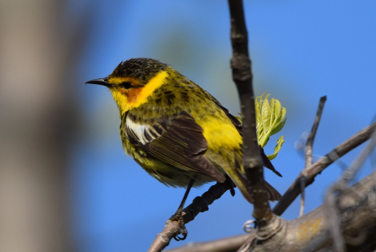 Cape May Warbler - ML619129417