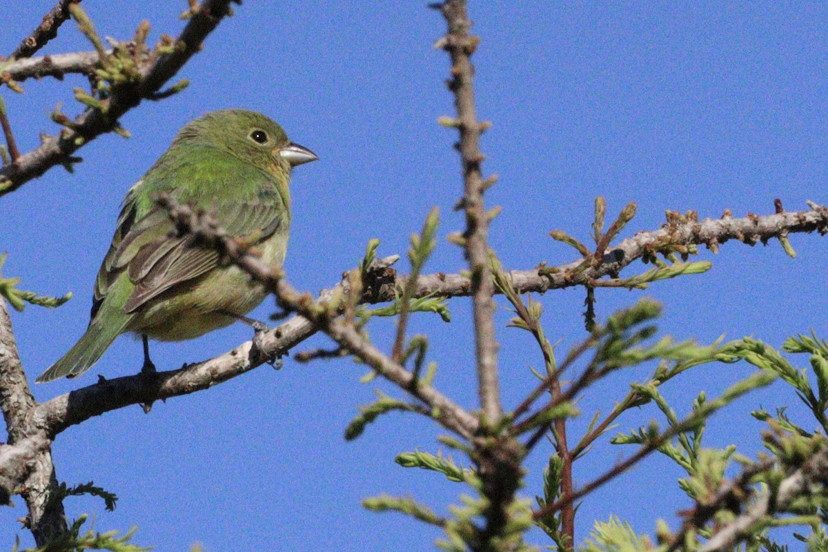 Painted Bunting - ML619129428
