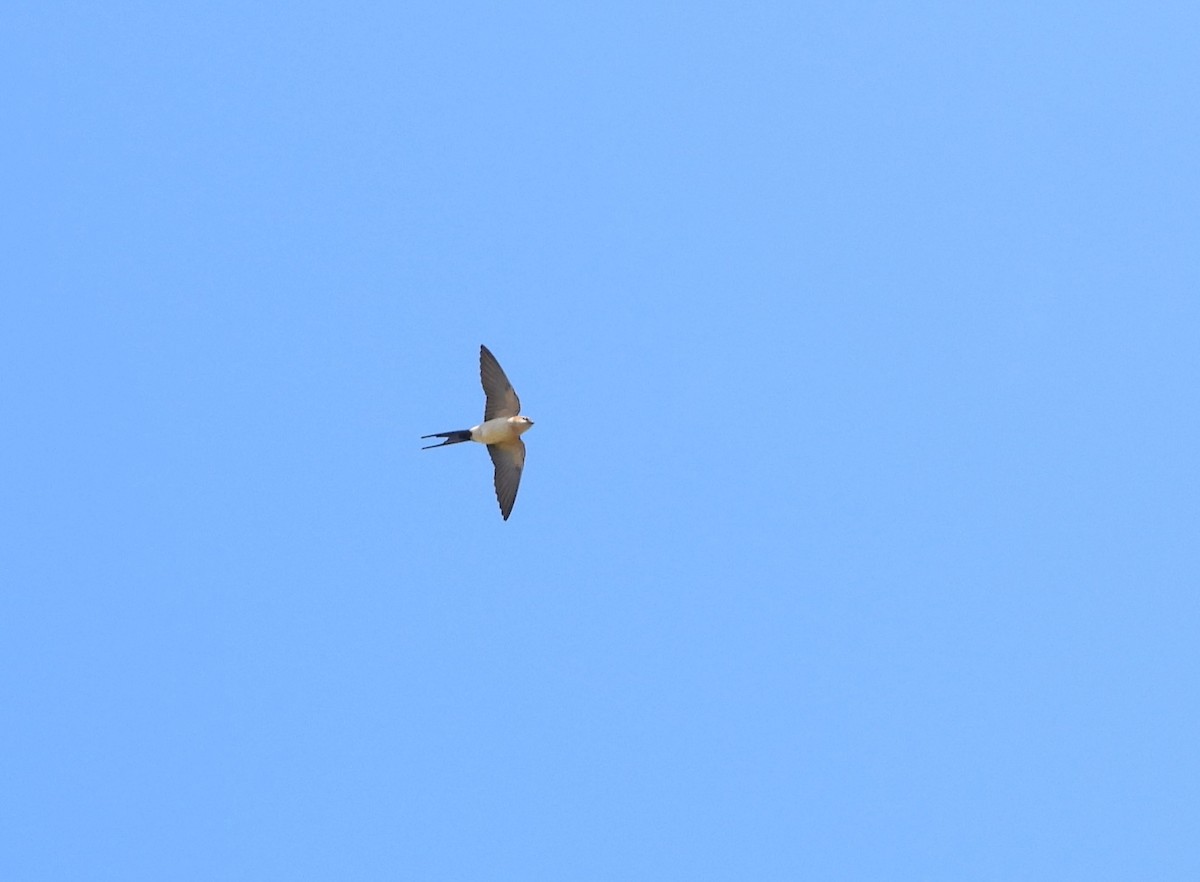 Red-rumped Swallow - ML619129433