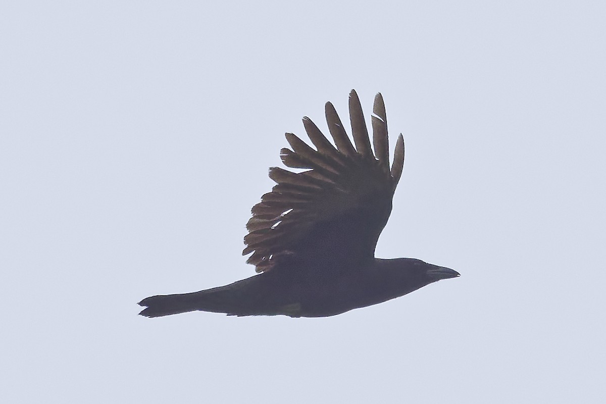 American Crow - ML619129468