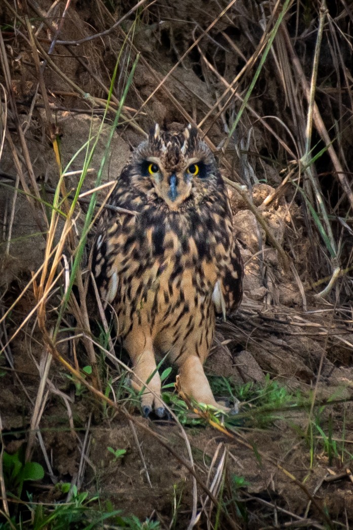 Short-eared Owl - ML619129474