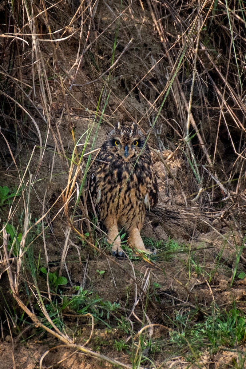 Short-eared Owl - ML619129476