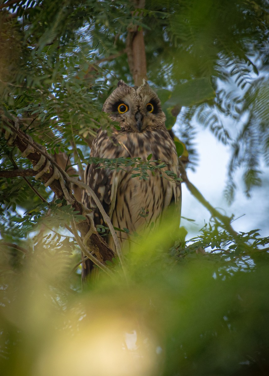 Short-eared Owl - ML619129480