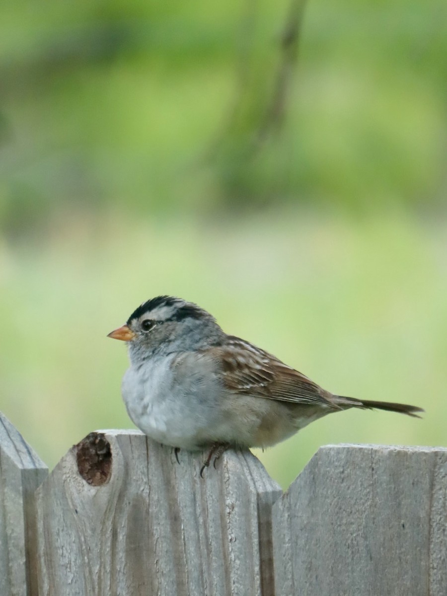 White-crowned Sparrow - ML619129576