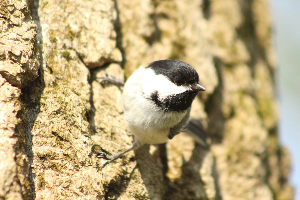 Black-capped Chickadee - ML619129583