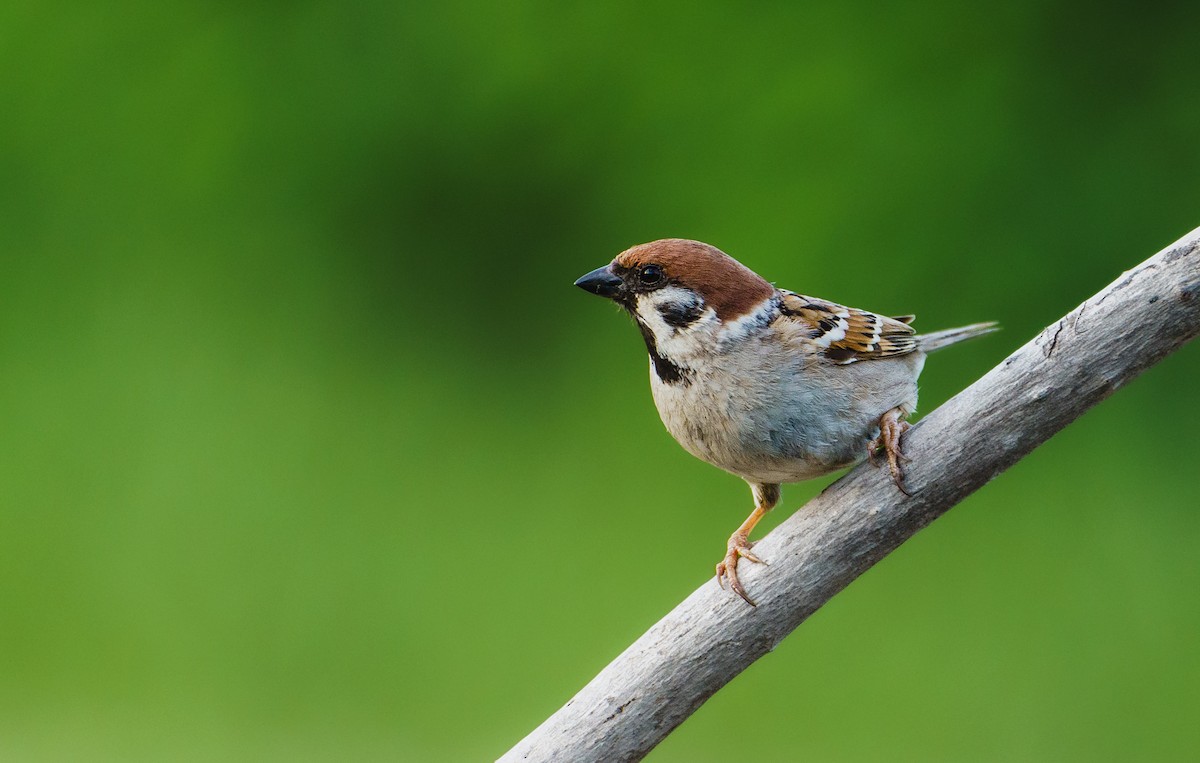 Eurasian Tree Sparrow - ML619129586