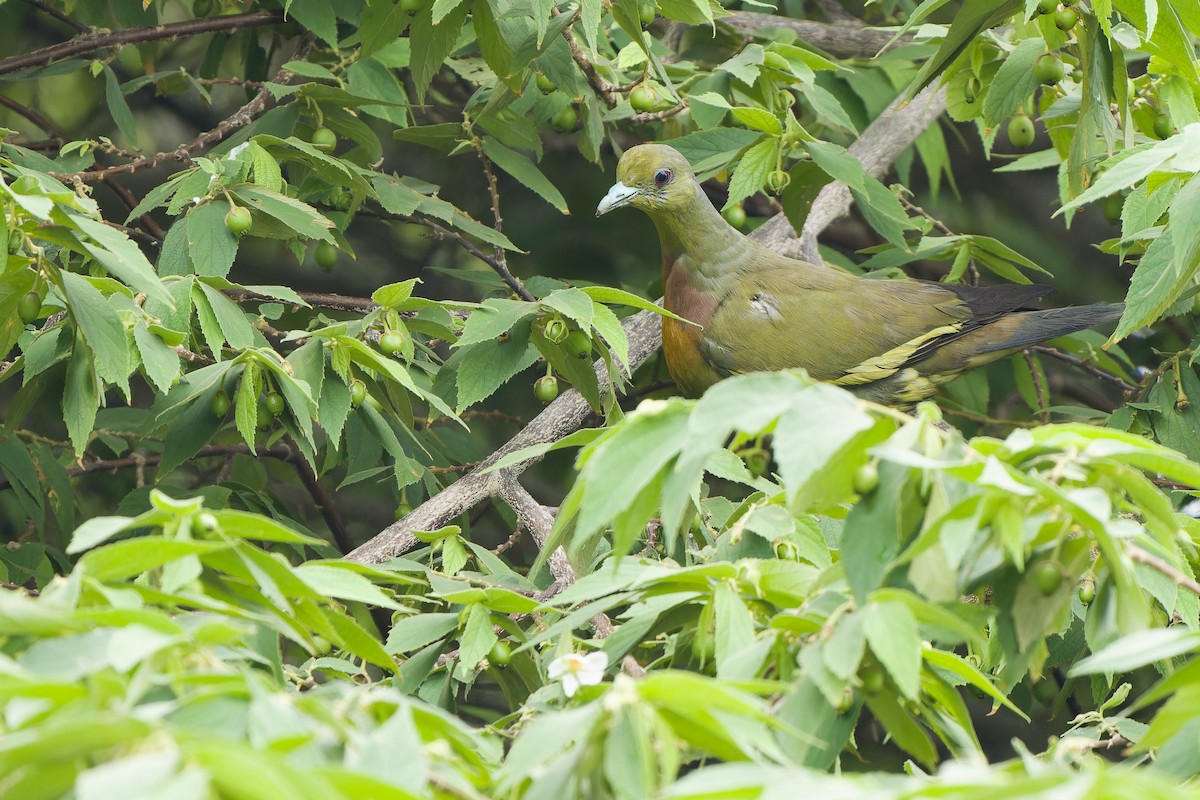 Orange-breasted Green-Pigeon - ML619129590
