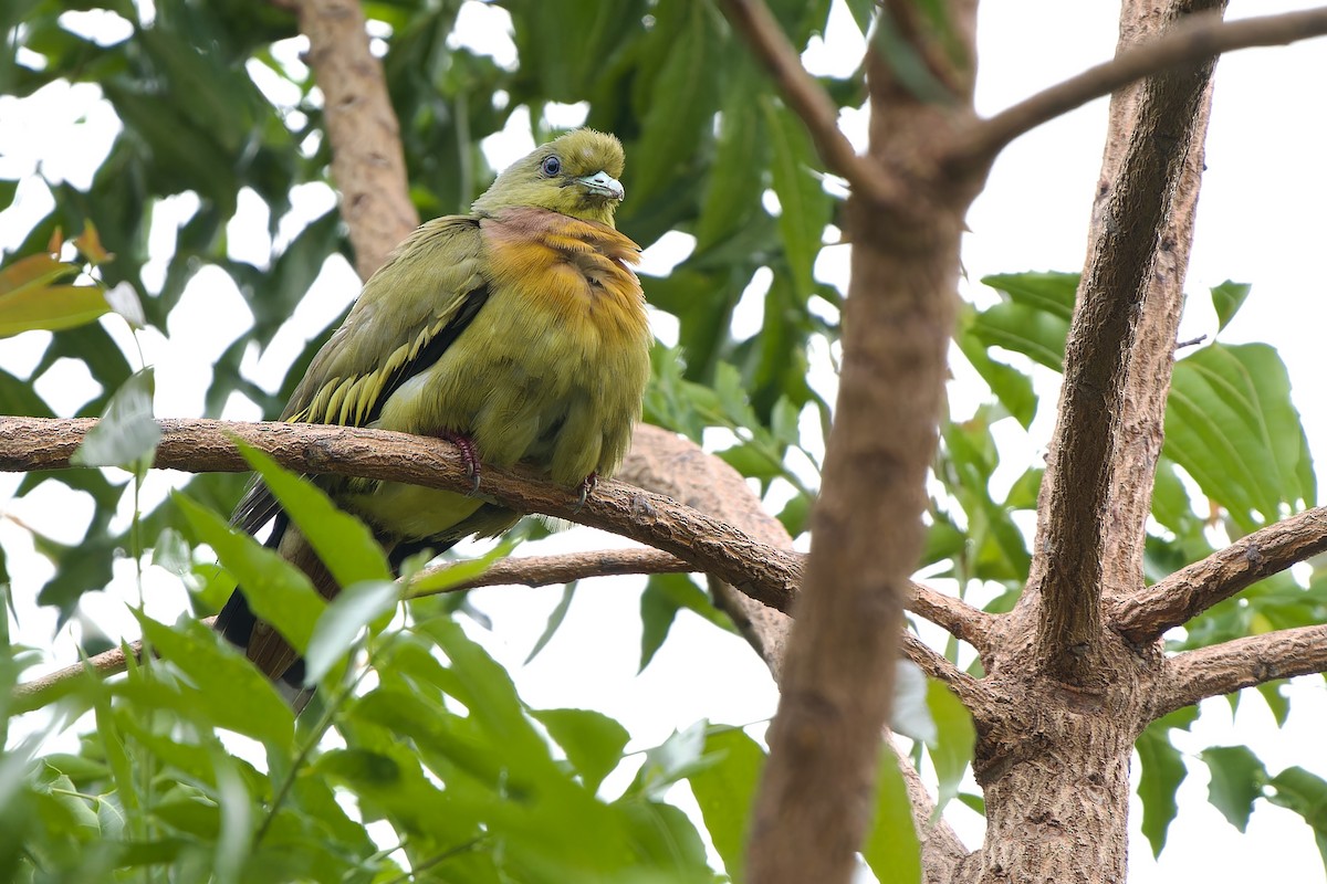橙胸綠鳩 - ML619129592
