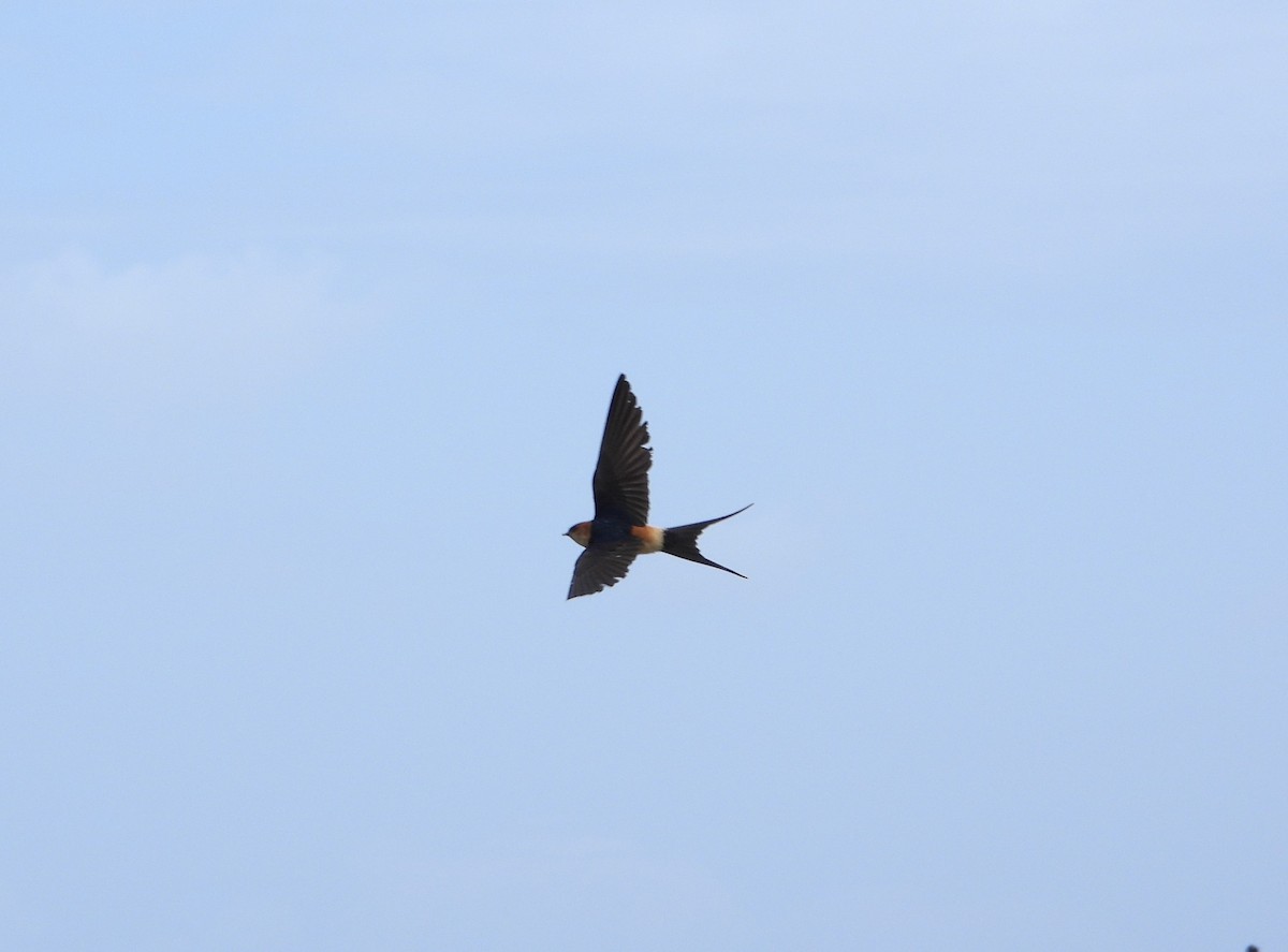 Red-rumped Swallow - ML619129600