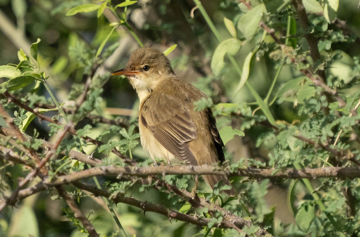 Common Reed Warbler - ML619129614