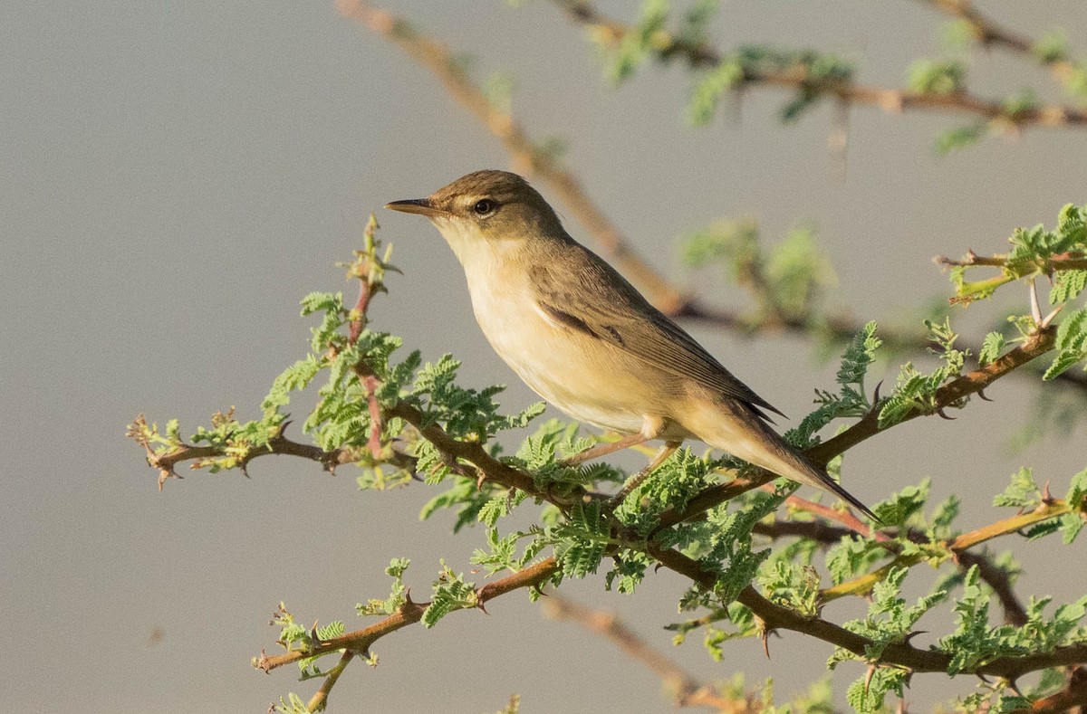 Common Reed Warbler - ML619129615