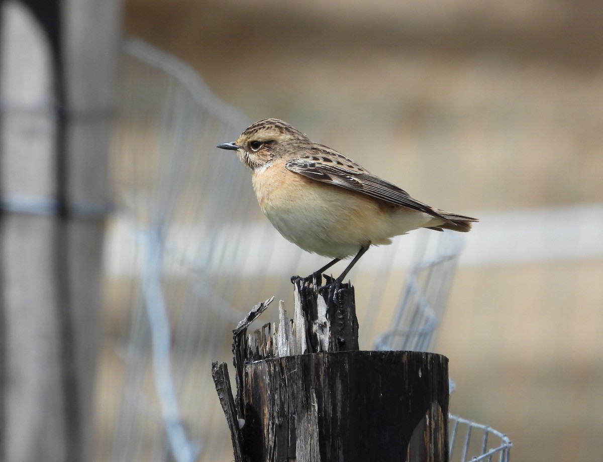 Whinchat - ML619129639