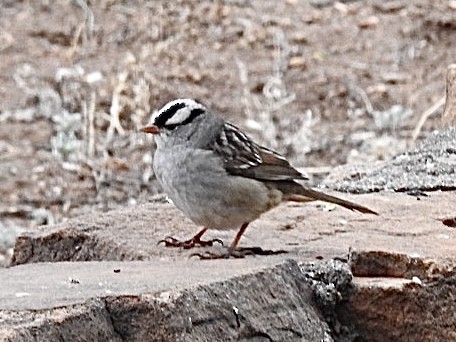 White-crowned Sparrow (Dark-lored) - ML619129674