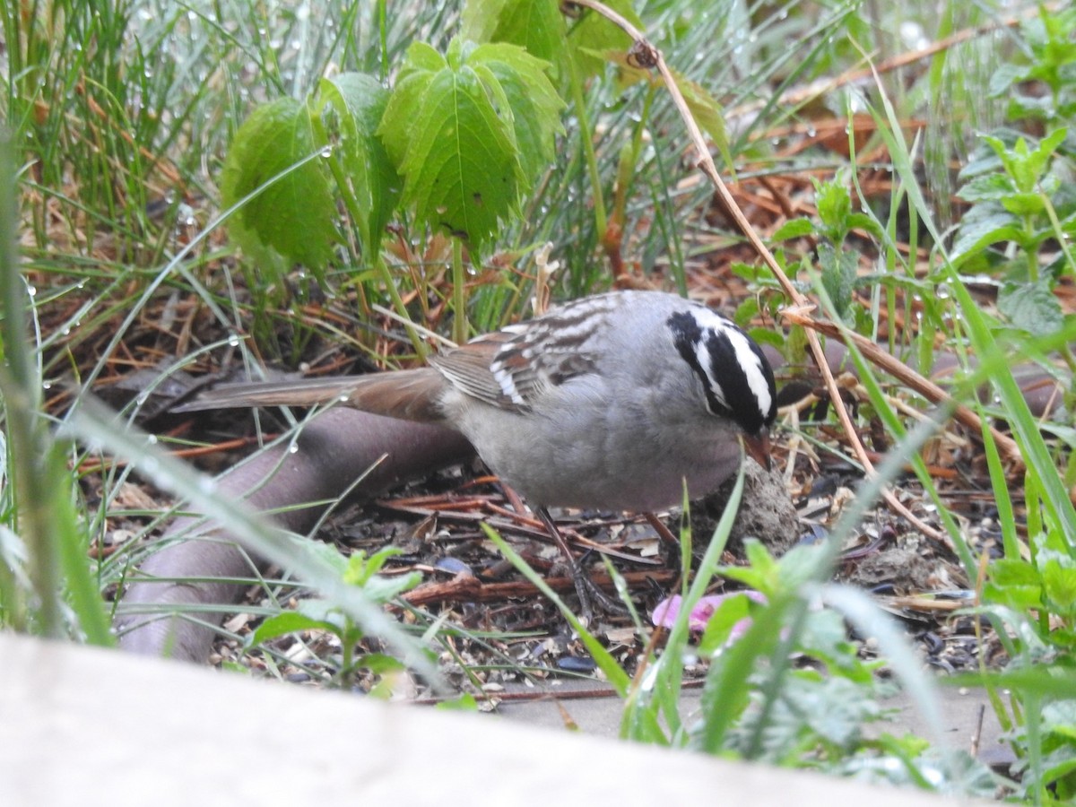 White-crowned Sparrow (Dark-lored) - ML619129675