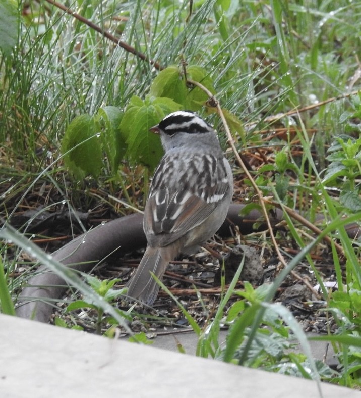 White-crowned Sparrow (Dark-lored) - ML619129676