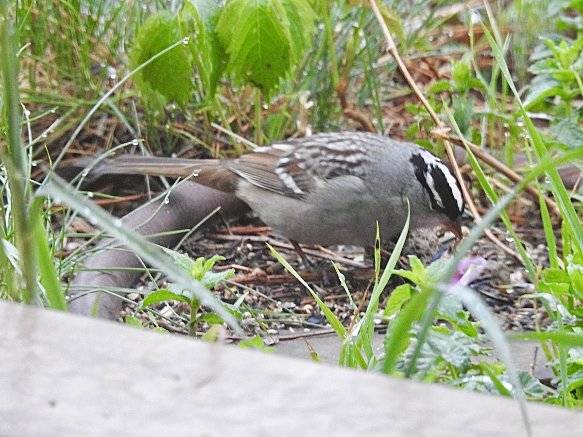 White-crowned Sparrow (Dark-lored) - ML619129678