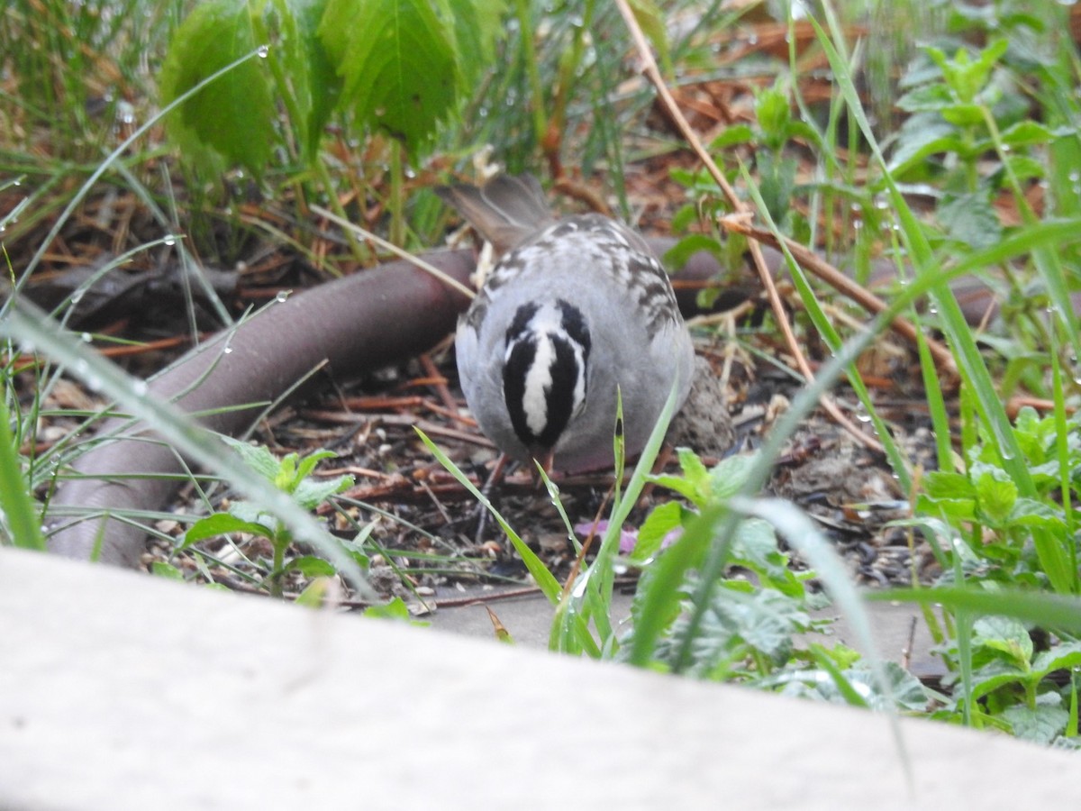 White-crowned Sparrow (Dark-lored) - ML619129679