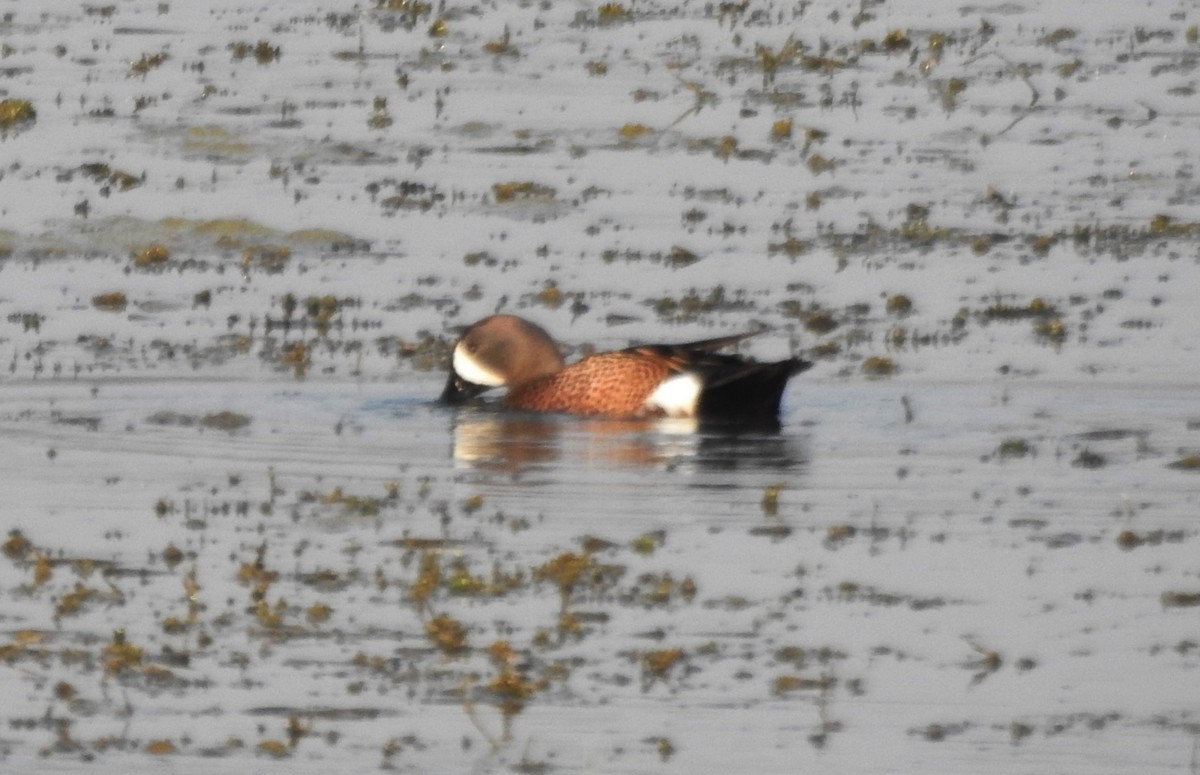 Blue-winged Teal - ML619129683