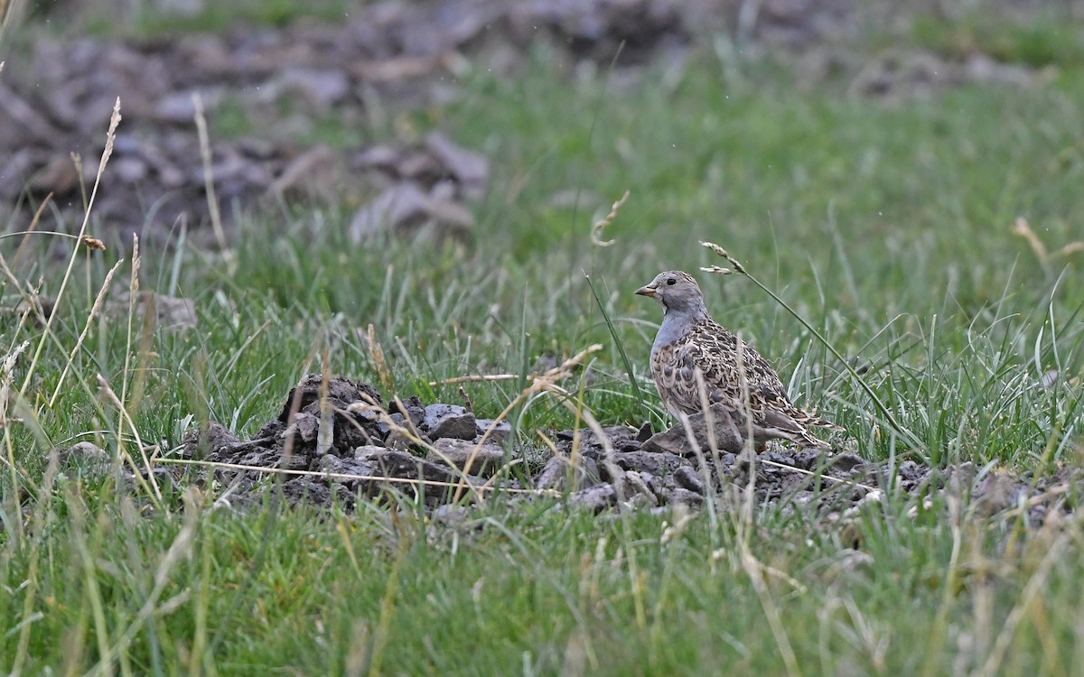 Gray-breasted Seedsnipe - ML619129692