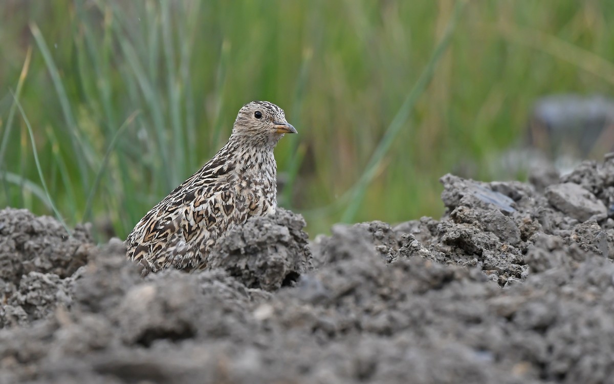 Gray-breasted Seedsnipe - ML619129694