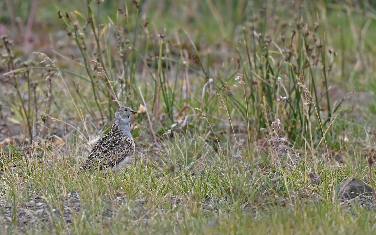 Gray-breasted Seedsnipe - ML619129696