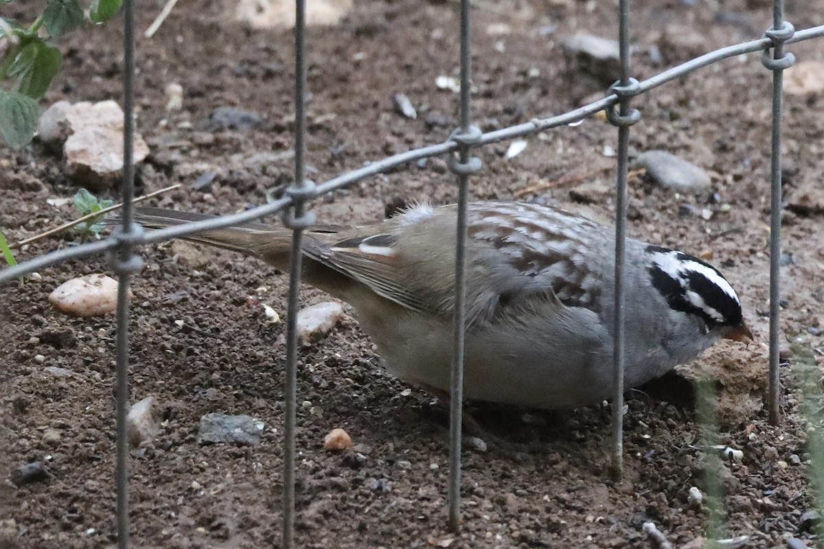 White-crowned Sparrow (Dark-lored) - ML619129709