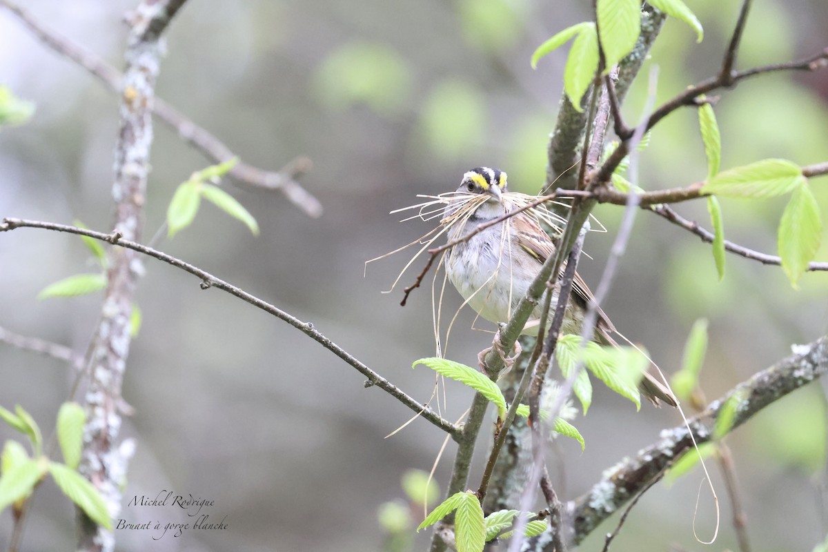 White-throated Sparrow - ML619129710