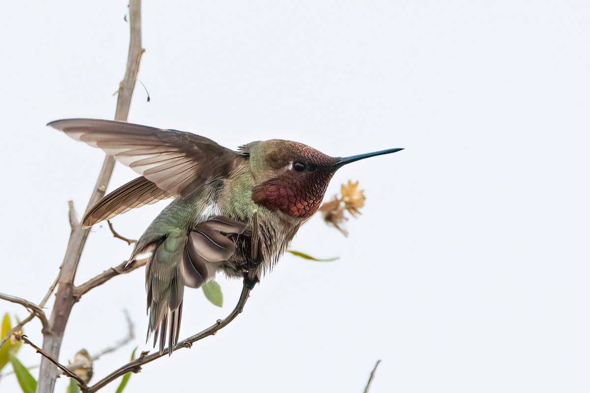 Anna's Hummingbird - ML619129784
